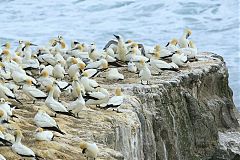 Australasian Gannet